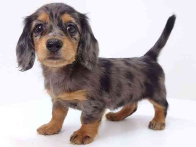 大阪府のミニチュアダックスフンド(ロング) (ひごペットフレンドリーいこらもーる泉佐野店/2025年9月6日生まれ/女の子/シルバーダップル)の子犬の2枚目の画像