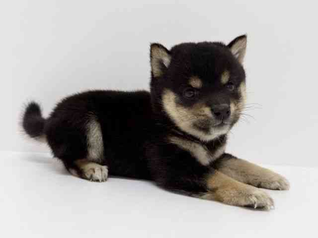 大阪府の柴犬(標準サイズ) (ひごペットフレンドリーくずはモール店/2025年9月6日生まれ/男の子/黒)の子犬の2枚目の画像