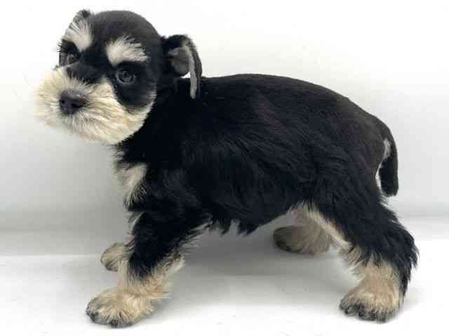 大阪府のミニチュアシュナウザー (ひごペットフレンドリーららぽーとEXPOCITY店/2025年9月6日生まれ/女の子/ブラックシルバー)の子犬の2枚目の画像