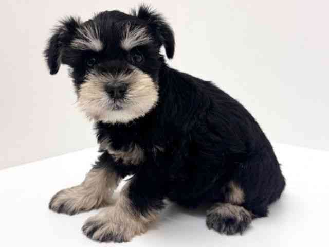 兵庫県のミニチュアシュナウザー (ひごペットフレンドリーブルメールHAT神戸店/2025年9月6日生まれ/女の子/ブラックシルバー)の子犬の2枚目の画像