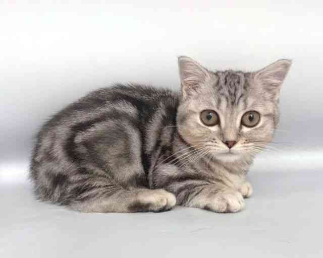 大阪府のマンチカン (ひごペットフレンドリー岸和田店/2025年9月6日生まれ/男の子/シルバータビー)の子猫の2枚目の画像