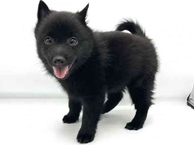 大阪府のスキッパーキ (ひごペットフレンドリーららぽーとEXPOCITY店/2025年9月6日生まれ/男の子/ブラック)の子犬の2枚目の画像