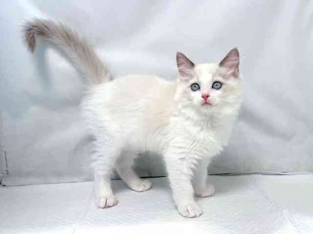 大阪府のラグドール (ひごペットフレンドリー堺プラットプラット店/2025年9月5日生まれ/女の子/ブルーポイントバイカラー)の子猫の2枚目の画像