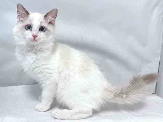 大阪府のラグドール (ひごペットフレンドリー堺プラットプラット店/2025年9月5日生まれ/女の子/ブルーポイントバイカラー)の子猫の2枚目の画像