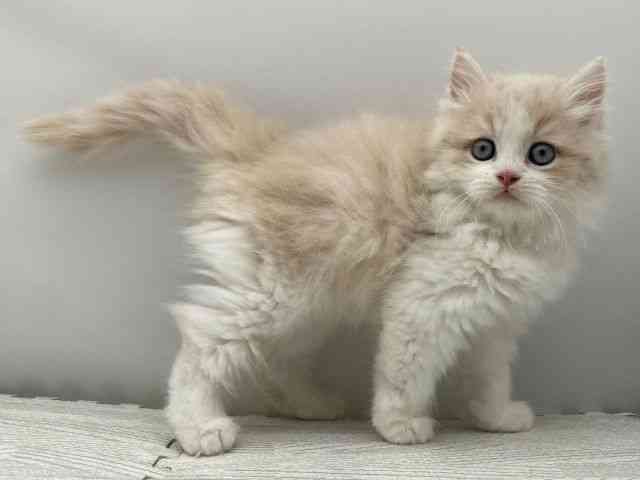 島根県のサイベリアン (ひごペットフレンドリーイオンモール出雲店/2025年9月6日生まれ/女の子/クリームホワイト)の子猫の2枚目の画像