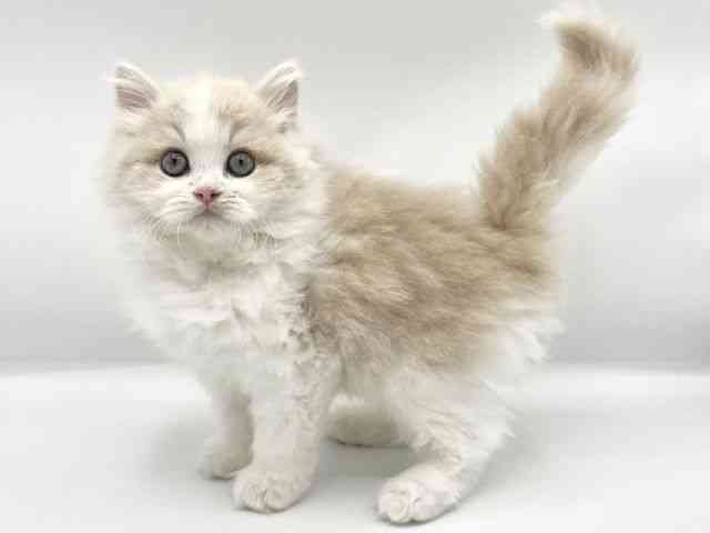 大阪府のサイベリアン (ひごペットフレンドリーららぽーとEXPOCITY店/2025年9月6日生まれ/男の子/クリームホワイト)の子猫の2枚目の画像