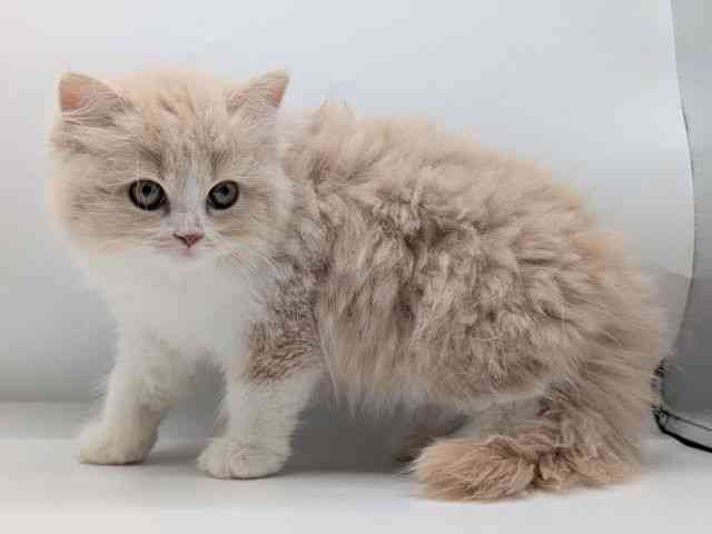 香川県のサイベリアン (ひごペットフレンドリーゆめタウン高松店/2025年9月6日生まれ/女の子/クリームホワイト)の子猫の2枚目の画像
