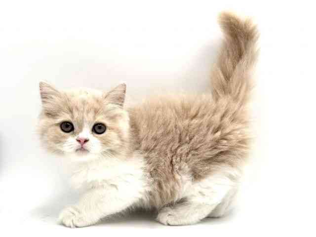 大阪府のサイベリアン (ひごペットフレンドリーみのおキューズモール店/2025年9月6日生まれ/女の子/クリームホワイト)の子猫の2枚目の画像