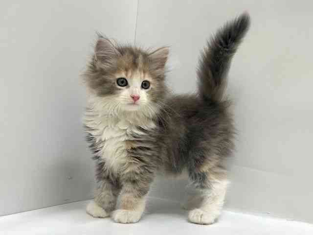 大阪府のサイベリアン (ひごペットフレンドリーアクロスプラザ住之江店/2025年9月7日生まれ/女の子/ブルーパッチドタビーホワイト)の子猫の2枚目の画像