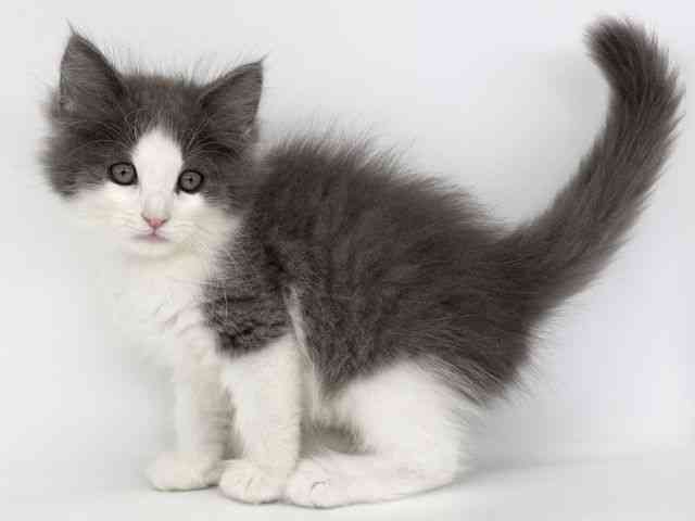 大阪府のサイベリアン (ひごペットフレンドリー泉ヶ丘店/2025年9月7日生まれ/男の子/ブルータビーホワイト)の子猫の2枚目の画像