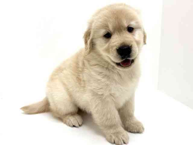 大阪府のゴールデンレトリバー (ひごペットフレンドリーくずはモール店/2025年9月5日生まれ/男の子/ゴールデン)の子犬の2枚目の画像