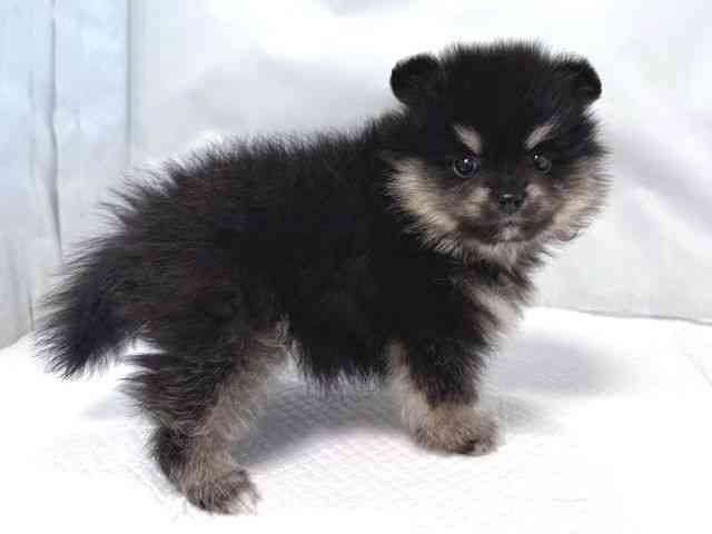 大阪府のポメラニアン (ひごペットフレンドリー堺プラットプラット店/2025年9月5日生まれ/男の子/ブラックタン)の子犬の2枚目の画像