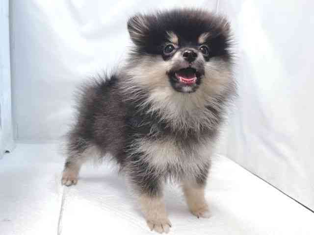 大阪府のポメラニアン (ひごペットフレンドリー堺プラットプラット店/2025年9月5日生まれ/男の子/ブラックタン)の子犬の2枚目の画像