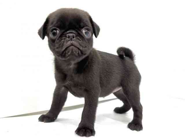 大阪府のパグ (ひごペットフレンドリーイオンタウン茨木太田店/2025年8月30日生まれ/女の子/ブラック)の子犬の2枚目の画像