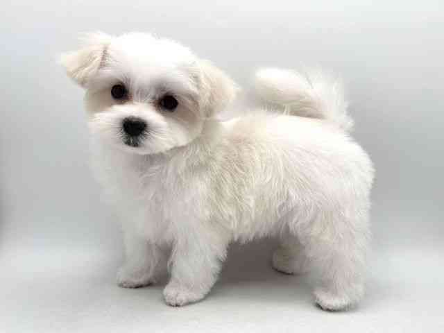 奈良県のマルチーズ (ひごペットフレンドリー田原本店/2025年9月5日生まれ/女の子/ホワイト)の子犬の2枚目の画像