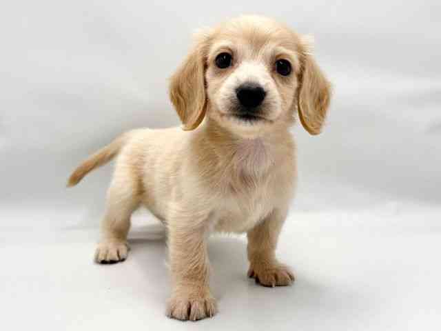 大阪府のミニチュアダックスフンド(ロング) (ひごペットフレンドリー東淀川店/2025年9月6日生まれ/女の子/イエロー)の子犬の2枚目の画像