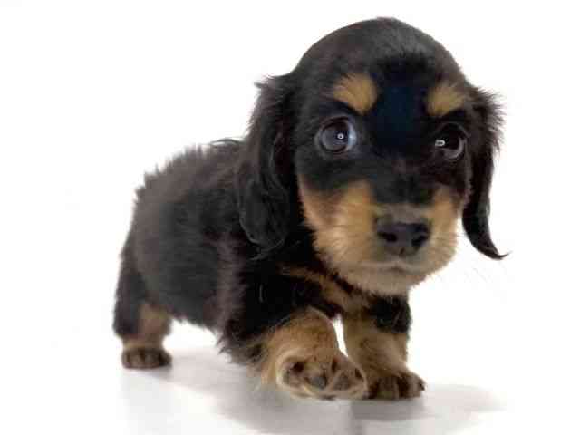 兵庫県のミニチュアダックスフンド(ロング) (ひごペットフレンドリーイトーヨーカドー明石店/2025年9月6日生まれ/女の子/ブラックタン)の子犬の2枚目の画像