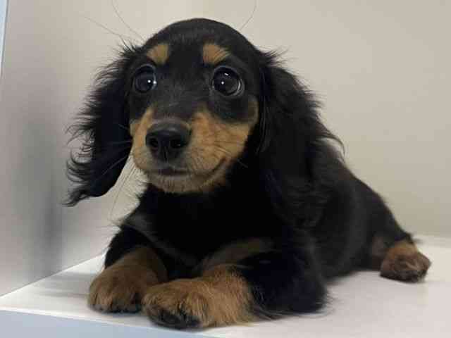 兵庫県のミニチュアダックスフンド(ロング) (ひごペットフレンドリーイトーヨーカドー明石店/2025年9月6日生まれ/女の子/ブラックタン)の子犬の2枚目の画像