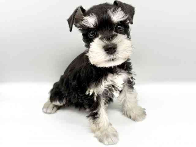 大阪府のミニチュアシュナウザー (ひごペットフレンドリーイオンタウン豊中庄内店/2025年9月6日生まれ/男の子/ブラックシルバー)の子犬の2枚目の画像