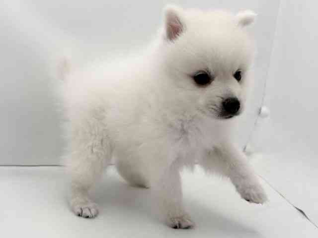 兵庫県の日本スピッツ (ひごペットフレンドリークラウンパーク伊丹店/2025年9月3日生まれ/男の子/ホワイト)の子犬の2枚目の画像