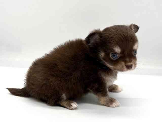 京都府のチワワ(ロング) (ひごペットフレンドリー京都店/2025年9月6日生まれ/男の子/チョコレートタンホワイト)の子犬の2枚目の画像