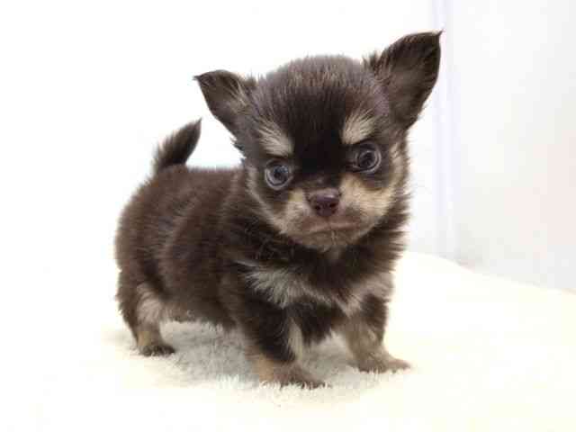 広島県のチワワ(ロング) (ひごペットフレンドリーゆめタウン廿日市店/2025年9月6日生まれ/男の子/チョコレートタンホワイト)の子犬の2枚目の画像