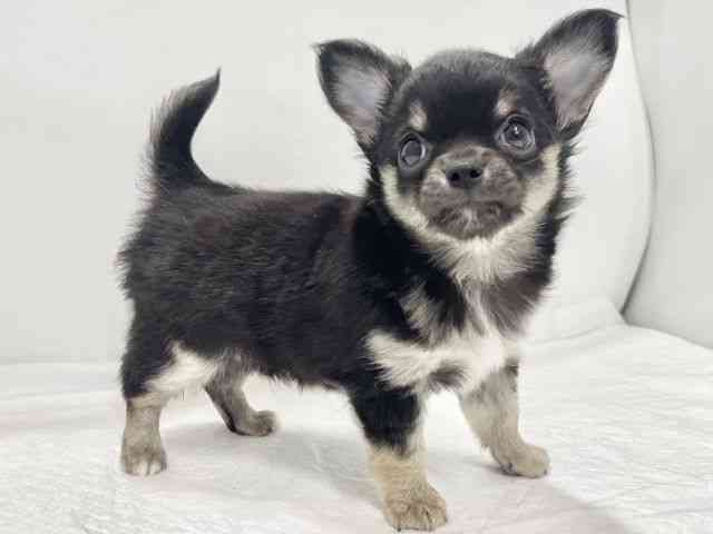 高知県のチワワ(ロング) (ひごペットフレンドリーイオンモール高知店/2025年9月5日生まれ/男の子/ブラックタン)の子犬の2枚目の画像