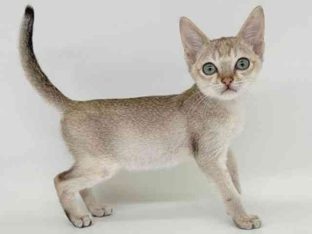 大阪府のシンガプーラ (ひごペットフレンドリー瓜破店/2025年9月6日生まれ/男の子/セピアアグーティ)の子猫の2枚目の画像