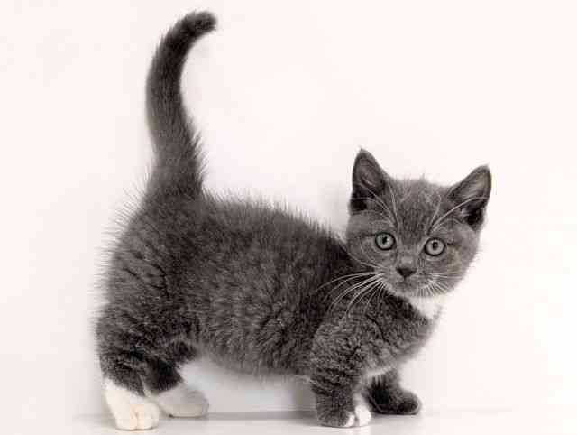 福岡県のマンチカン (ひごペットフレンドリーリバーウォーク北九州店/2025年9月5日生まれ/男の子/ブルーホワイト)の子猫の2枚目の画像