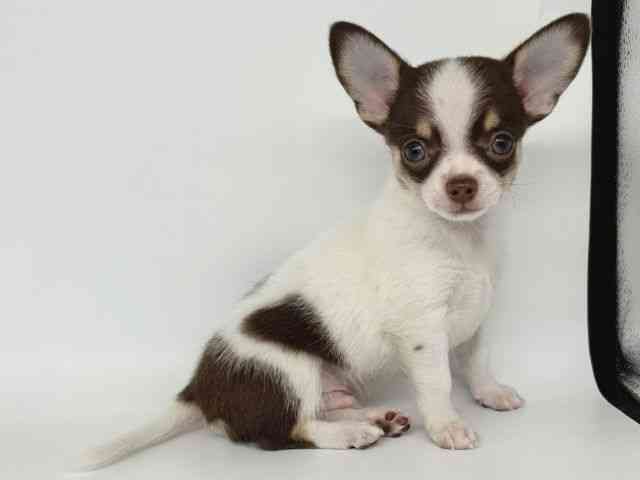 大阪府のチワワ(スムース) (ひごペットフレンドリー瓜破店/2025年9月6日生まれ/男の子/ホワイトチョコレートタン)の子犬の2枚目の画像