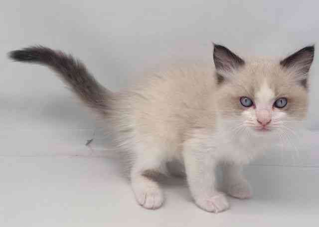 鳥取県のラグドール (ひごペットフレンドリーイオンモール鳥取北店/2025年9月6日生まれ/男の子/シールポイントバイカラー)の子猫の2枚目の画像