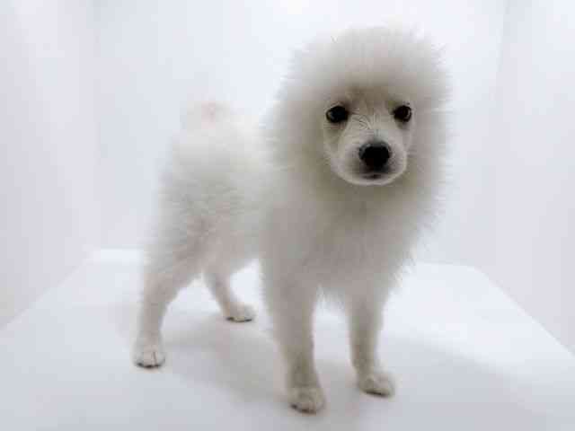 広島県のポメラニアン (ひごペットフレンドリーフジグラン神辺店/2025年9月6日生まれ/男の子/クリーム)の子犬の2枚目の画像