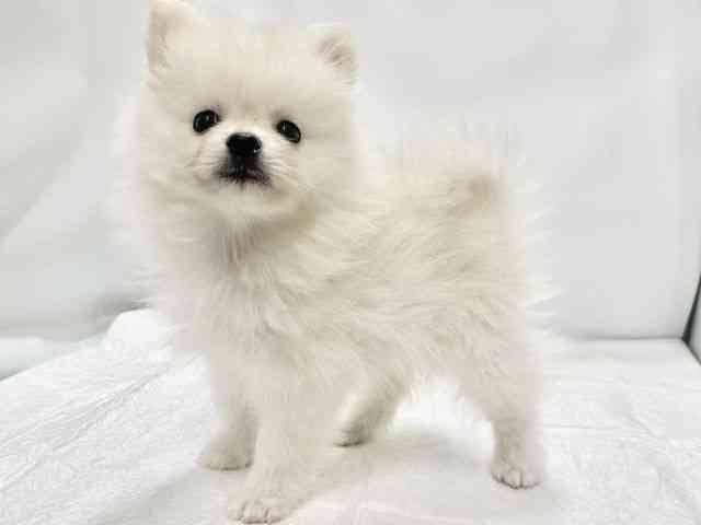 高知県のポメラニアン (ひごペットフレンドリーイオンモール高知店/2025年9月6日生まれ/男の子/クリーム)の子犬の2枚目の画像