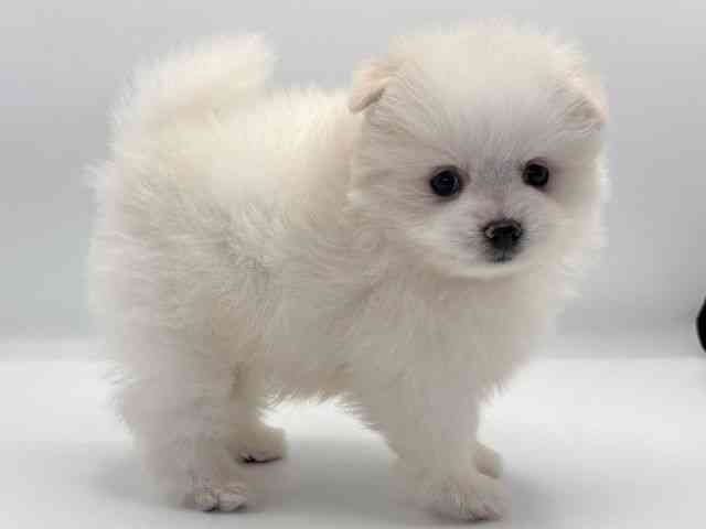 愛知県のポメラニアン (ひごペットフレンドリープライムツリー赤池店/2025年9月4日生まれ/男の子/クリーム)の子犬の2枚目の画像