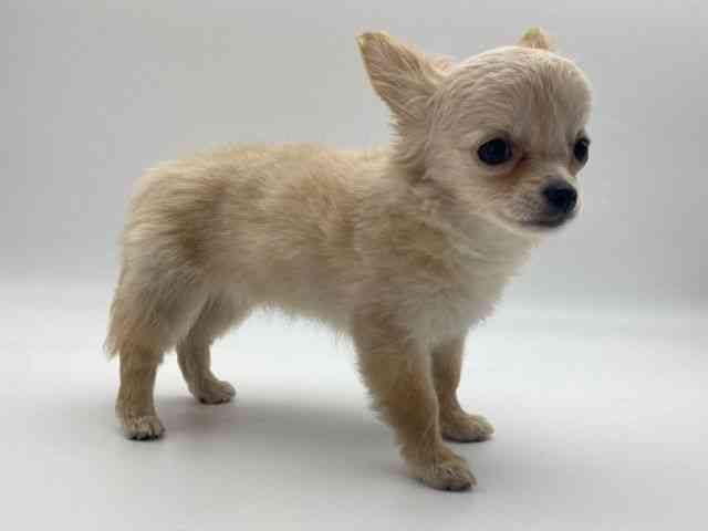 島根県のチワワ(ロング) (ひごペットフレンドリーイオンモール出雲店/2025年9月6日生まれ/女の子/クリーム)の子犬の2枚目の画像