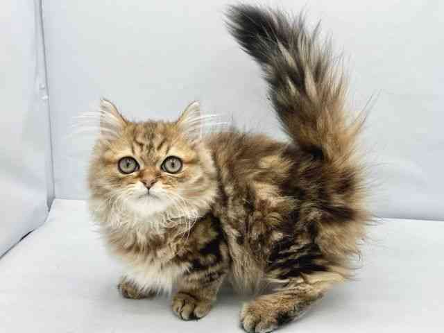 大阪府のミヌエット (ひごペットフレンドリーイトーヨーカドー津久野店/2025年8月31日生まれ/男の子/チンチラゴールデン)の子猫の2枚目の画像