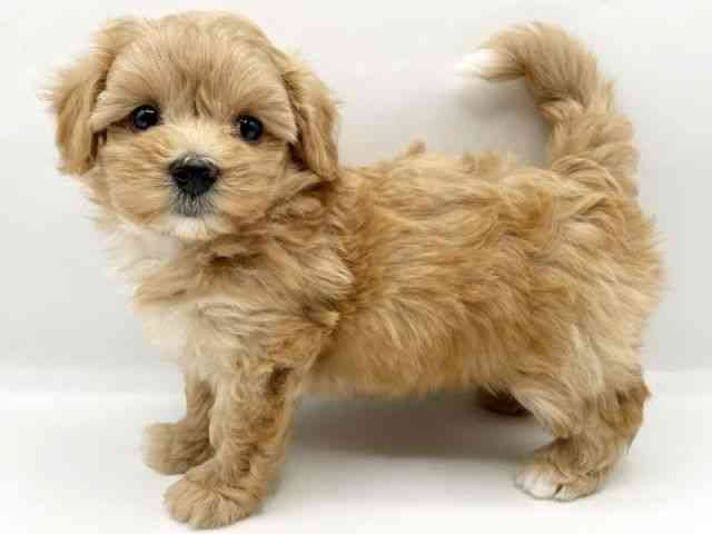 奈良県のマルプー(マルチーズ×プードル) (ひごペットフレンドリートナリエ大和高田店/2025年9月5日生まれ/女の子/アプリコット)の子犬の2枚目の画像