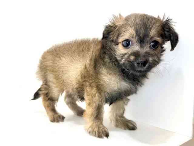 兵庫県のチワプー/プーチー(チワワ×プードル) (ひごペットフレンドリーイトーヨーカドー明石店/2025年9月6日生まれ/女の子/フォーン)の子犬の2枚目の画像