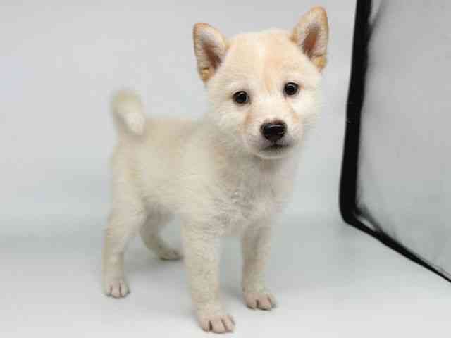 大阪府の柴犬(標準サイズ) (ひごペットフレンドリー瓜破店/2025年9月6日生まれ/女の子/白)の子犬の2枚目の画像