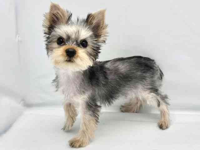 大阪府のヨークシャーテリア (ひごペットフレンドリーイトーヨーカドー津久野店/2025年9月5日生まれ/女の子/スチールブルータン)の子犬の2枚目の画像