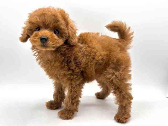 奈良県のトイプードル(トイ) (ひごペットフレンドリー田原本店/2025年9月6日生まれ/女の子/レッド)の子犬の2枚目の画像