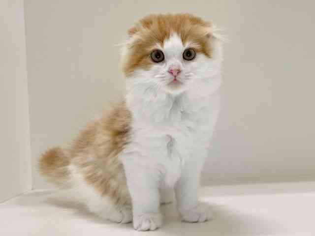 兵庫県のスコティッシュフォールド (ひごペットフレンドリーイトーヨーカドー明石店/2025年9月6日生まれ/男の子/レッドタビーホワイト)の子猫の2枚目の画像