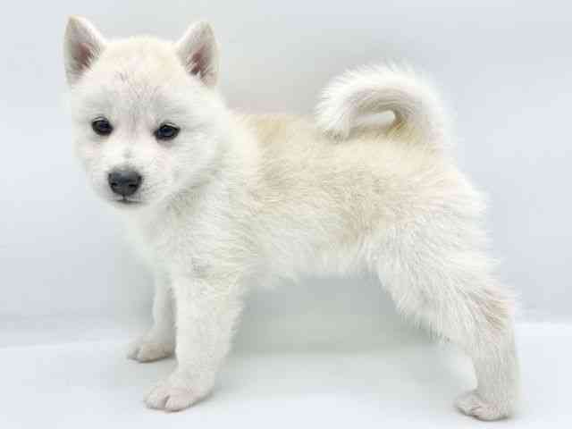 大阪府のハーフ犬・ミックス犬 (ひごペットフレンドリーららぽーとEXPOCITY店/2025年9月2日生まれ/女の子/クリームホワイト)の子犬の2枚目の画像