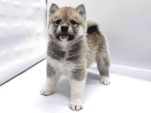 京都府のハーフ犬・ミックス犬 (ひごペットフレンドリー京都店/2025年9月2日生まれ/男の子/シルバーホワイト)の子犬の2枚目の画像