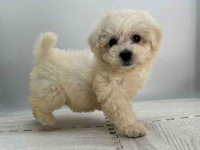 島根県のビションフリーゼ (ひごペットフレンドリーイオンモール出雲店/2025年9月6日生まれ/男の子/ホワイト)の子犬の2枚目の画像