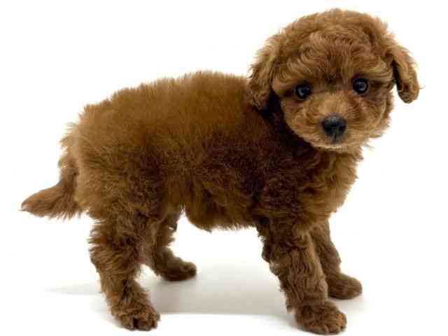 大阪府のハーフ犬・ミックス犬 (ひごペットフレンドリーくずはモール店/2025年9月6日生まれ/女の子/レッド)の子犬の2枚目の画像