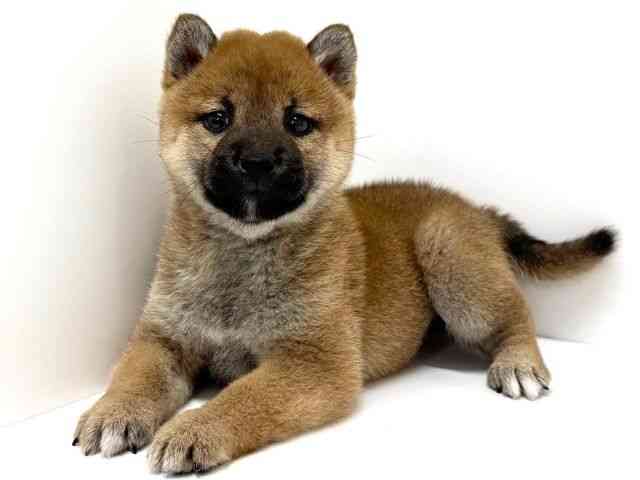 大阪府の柴犬(標準サイズ) (ひごペットフレンドリーくずはモール店/2025年9月5日生まれ/女の子/赤)の子犬の2枚目の画像