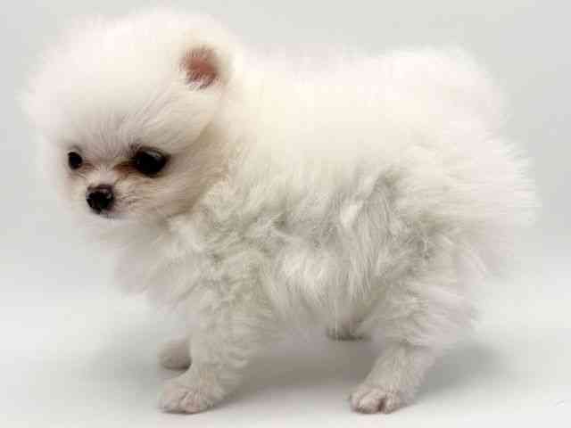 大阪府のポメラニアン (ひごペットフレンドリーみのおキューズモール店/2025年9月6日生まれ/男の子/ホワイト)の子犬の2枚目の画像