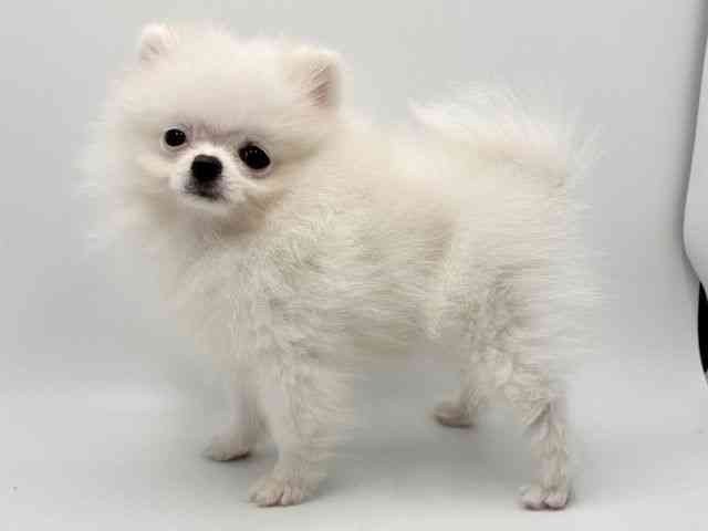 大阪府のポメラニアン (ひごペットフレンドリーみのおキューズモール店/2025年9月6日生まれ/男の子/ホワイト)の子犬の2枚目の画像