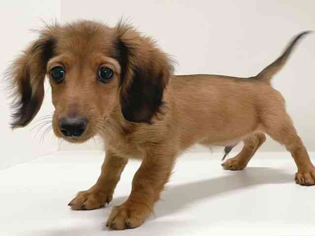 兵庫県のミニチュアダックスフンド(ロング) (ひごペットフレンドリーイトーヨーカドー明石店/2025年9月7日生まれ/男の子/シェーデットレッド)の子犬の2枚目の画像